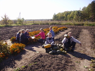 Собираем урожай